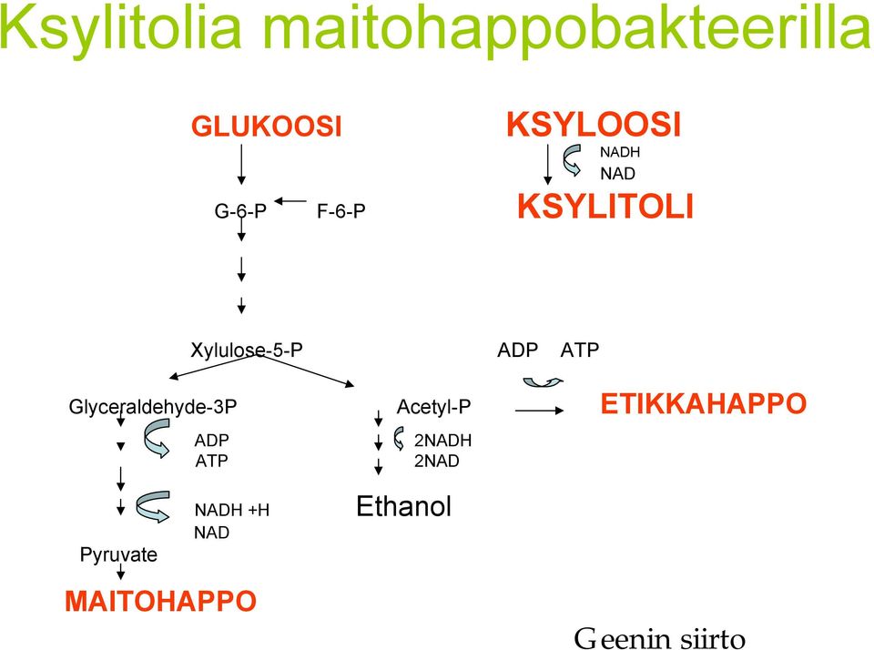 Glyceraldehyde-3P Acetyl-P ADP 2NADH ATP 2NAD