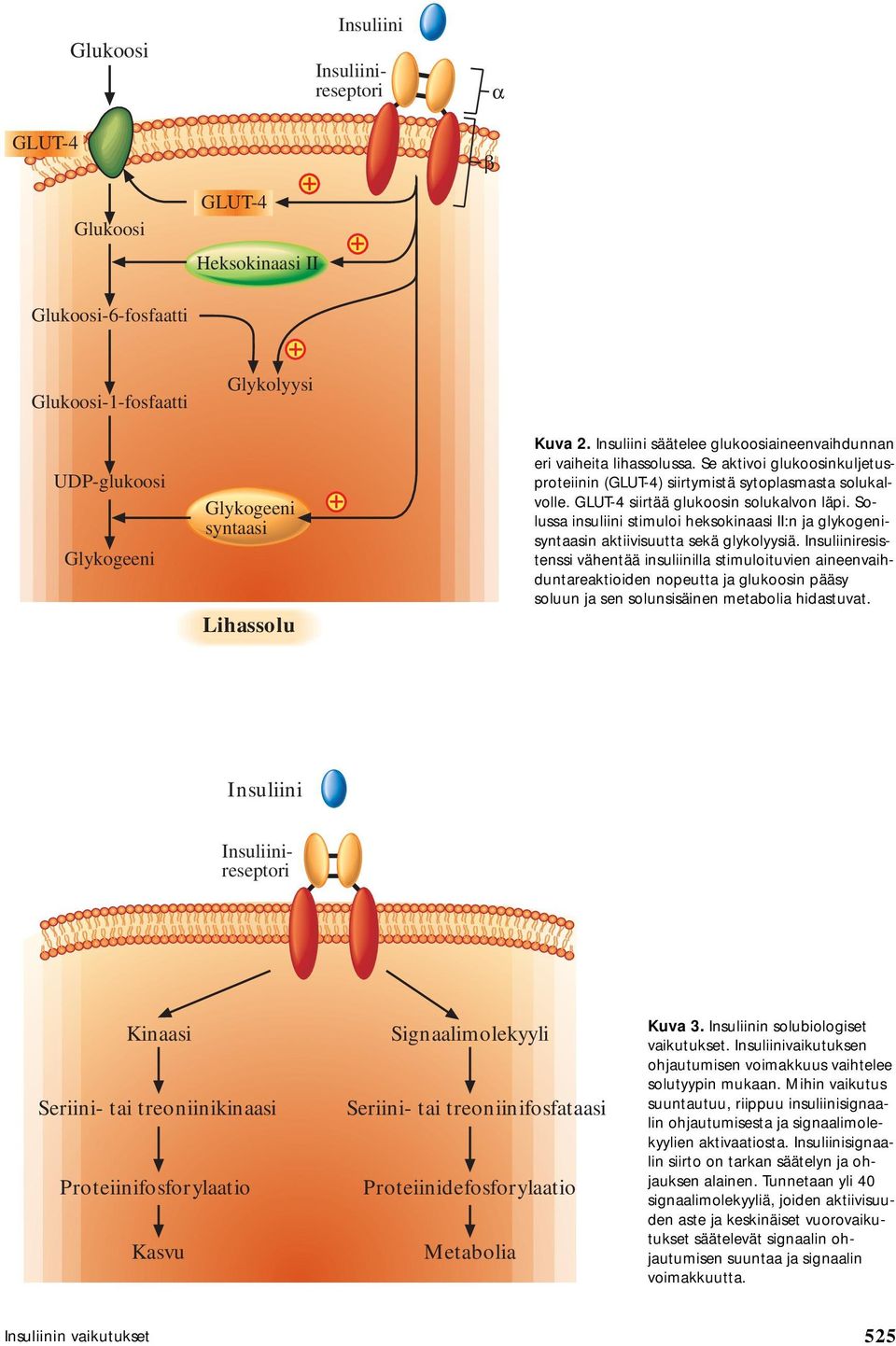 Solussa insuliini stimuloi heksokinaasi II:n ja glykogenisyntaasin aktiivisuutta sekä glykolyysiä.