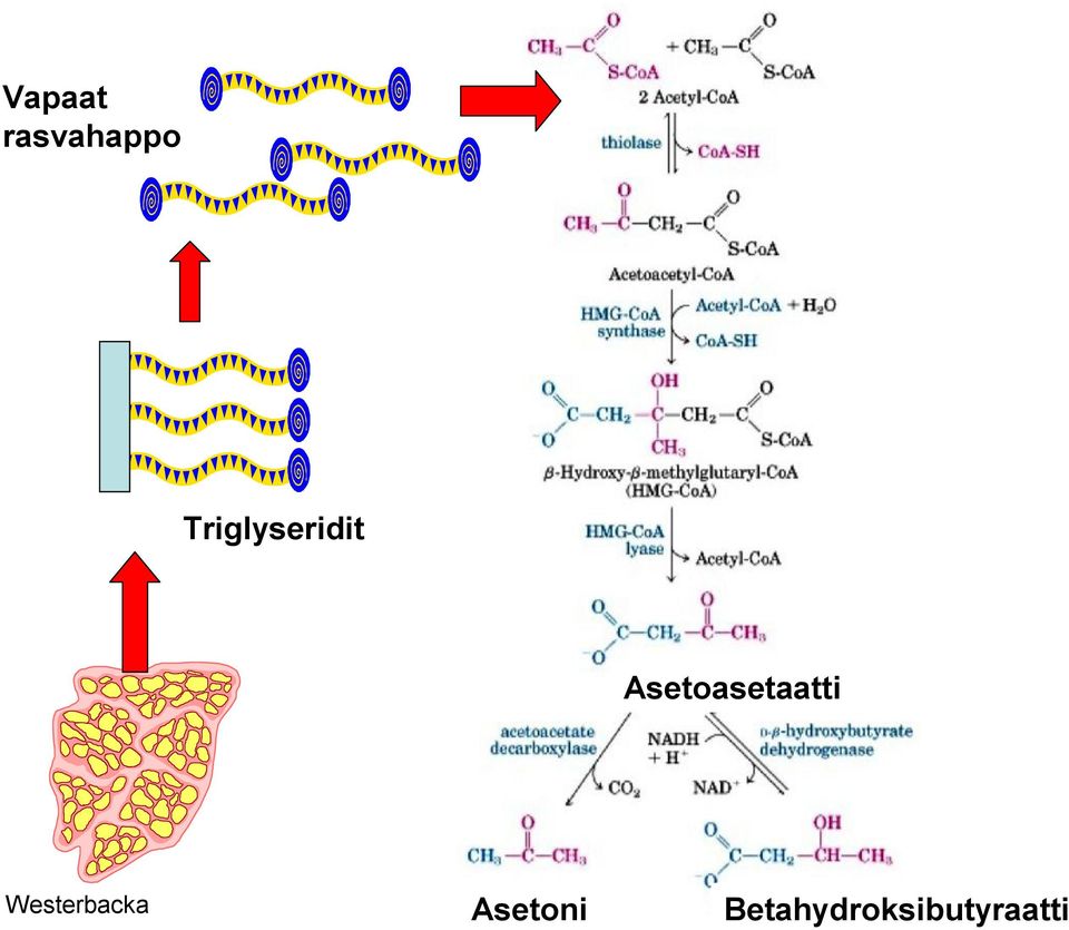 Asetoasetaatti