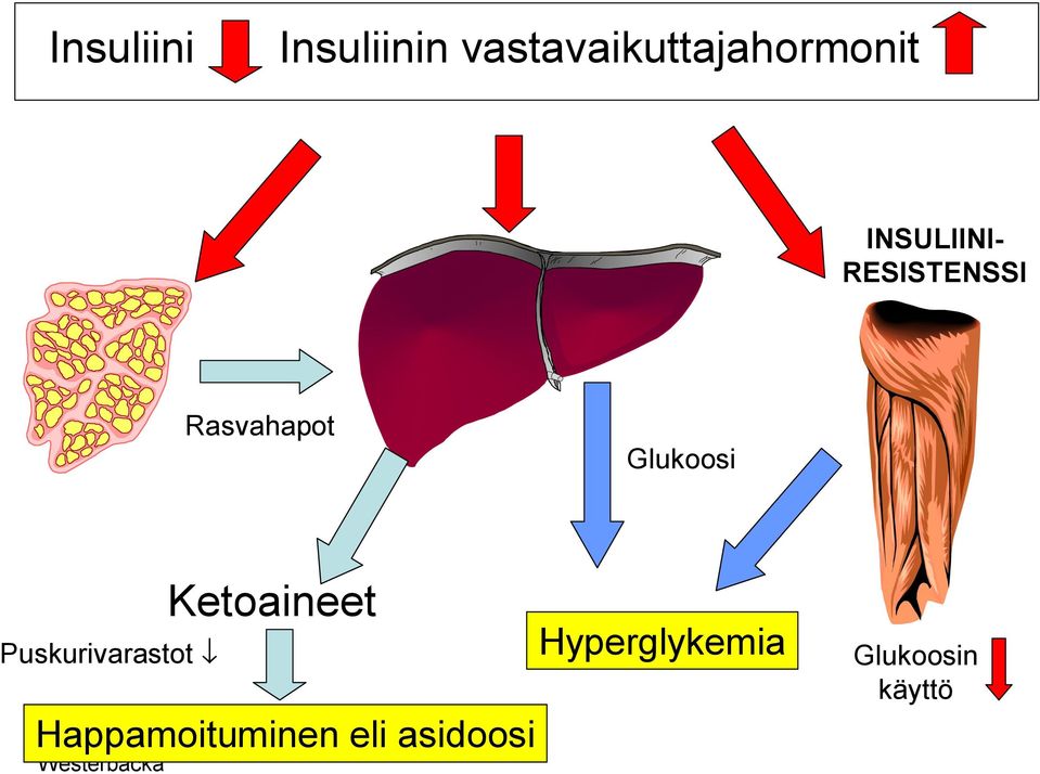 RESISTENSSI Rasvahapot Glukoosi