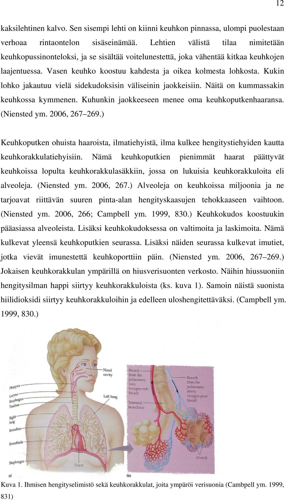 Kukin lohko jakautuu vielä sidekudoksisin väliseinin jaokkeisiin. Näitä on kummassakin keuhkossa kymmenen. Kuhunkin jaokkeeseen menee oma keuhkoputkenhaaransa. (Niensted ym. 2006, 267 269.