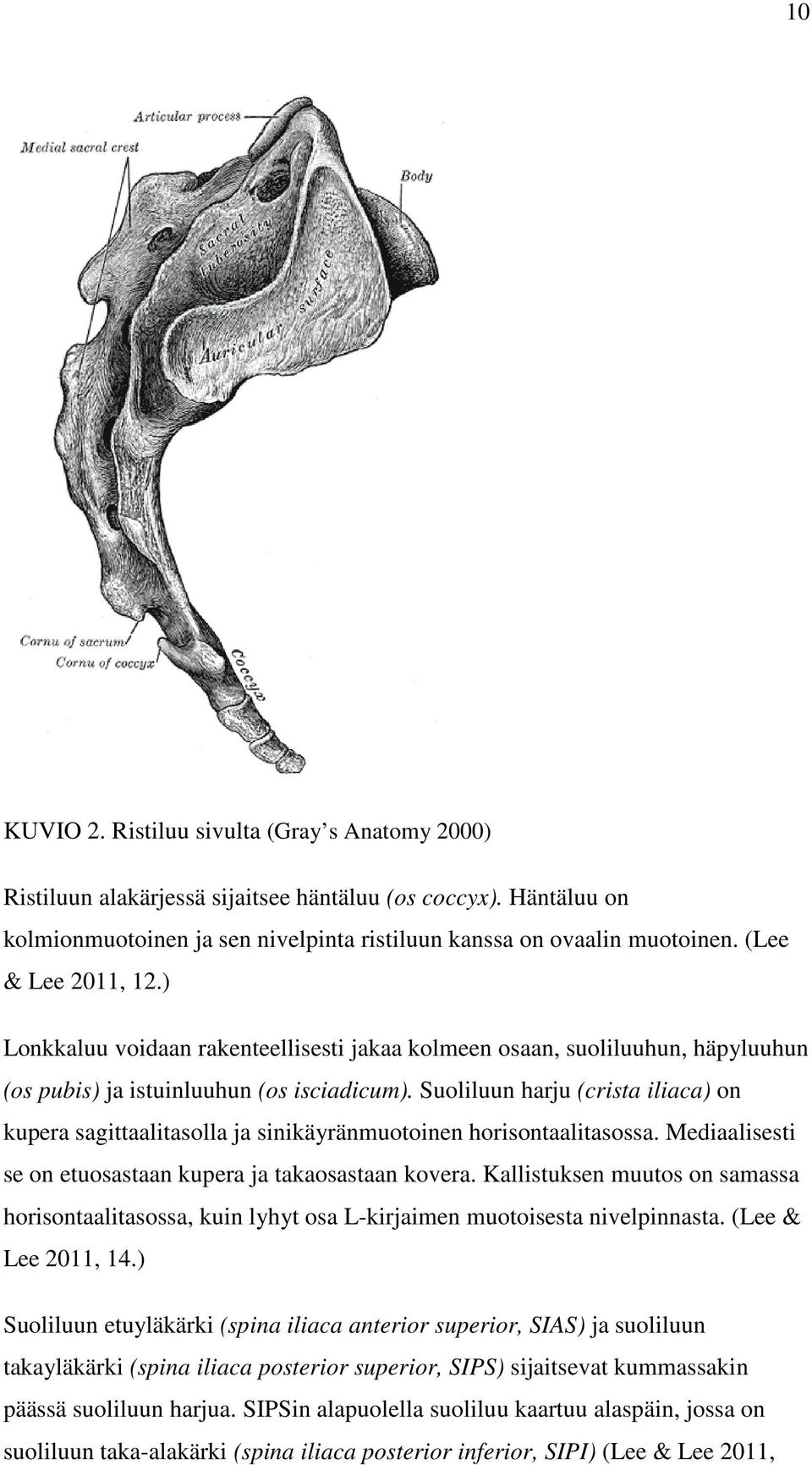 Suoliluun harju (crista iliaca) on kupera sagittaalitasolla ja sinikäyränmuotoinen horisontaalitasossa. Mediaalisesti se on etuosastaan kupera ja takaosastaan kovera.