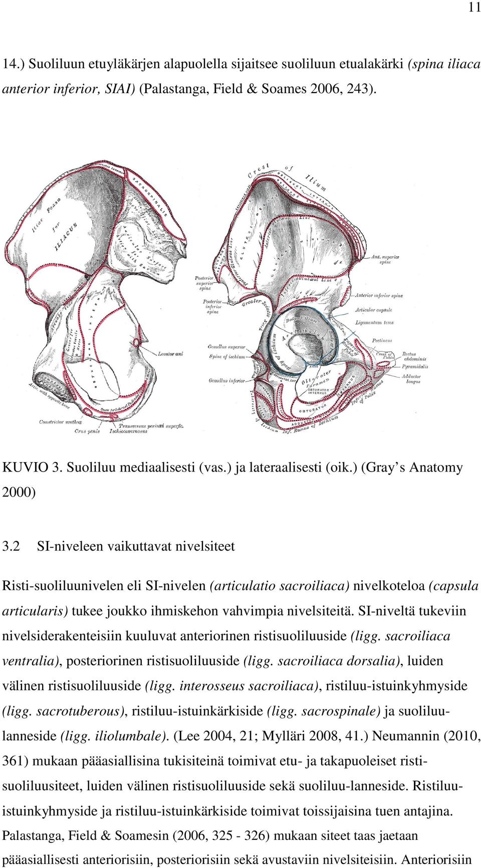 2 SI-niveleen vaikuttavat nivelsiteet Risti-suoliluunivelen eli SI-nivelen (articulatio sacroiliaca) nivelkoteloa (capsula articularis) tukee joukko ihmiskehon vahvimpia nivelsiteitä.