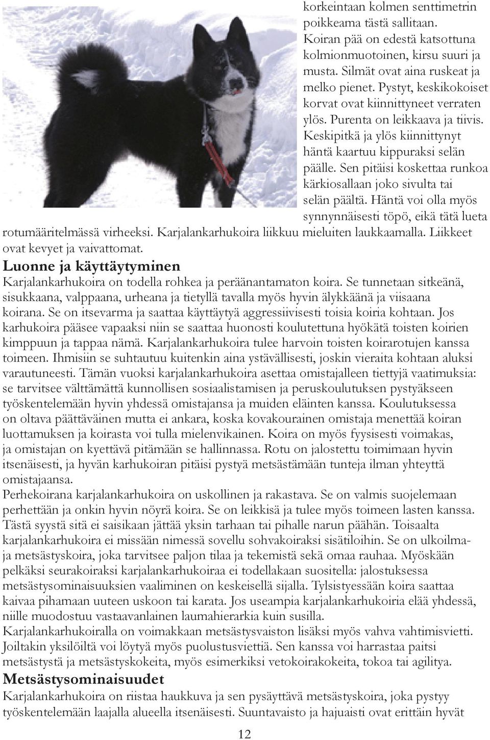 Sen pitäisi koskettaa runkoa kärkiosallaan joko sivulta tai selän päältä. Häntä voi olla myös synnynnäisesti töpö, eikä tätä lueta rotumääritelmässä virheeksi.