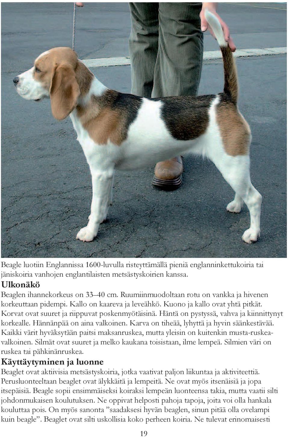 Häntä on pystyssä, vahva ja kiinnittynyt korkealle. Hännänpää on aina valkoinen. Karva on tiheää, lyhyttä ja hyvin säänkestävää.