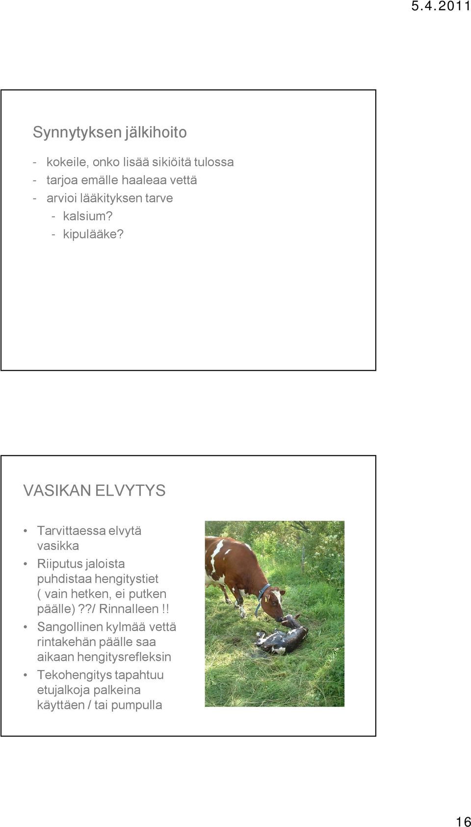 VASIKAN ELVYTYS Tarvittaessa elvytä vasikka Riiputus jaloista puhdistaa hengitystiet ( vain hetken, ei