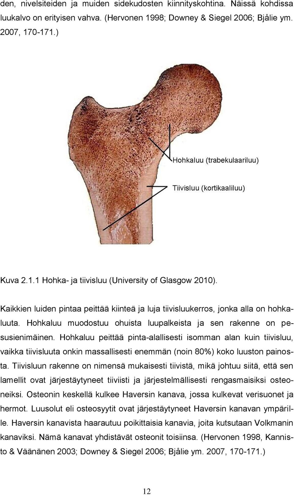 Hohkaluu peittää pinta-alallisesti isomman alan kuin tiivisluu, vaikka tiivisluuta onkin massallisesti enemmän (noin 80%) koko luuston painosta.