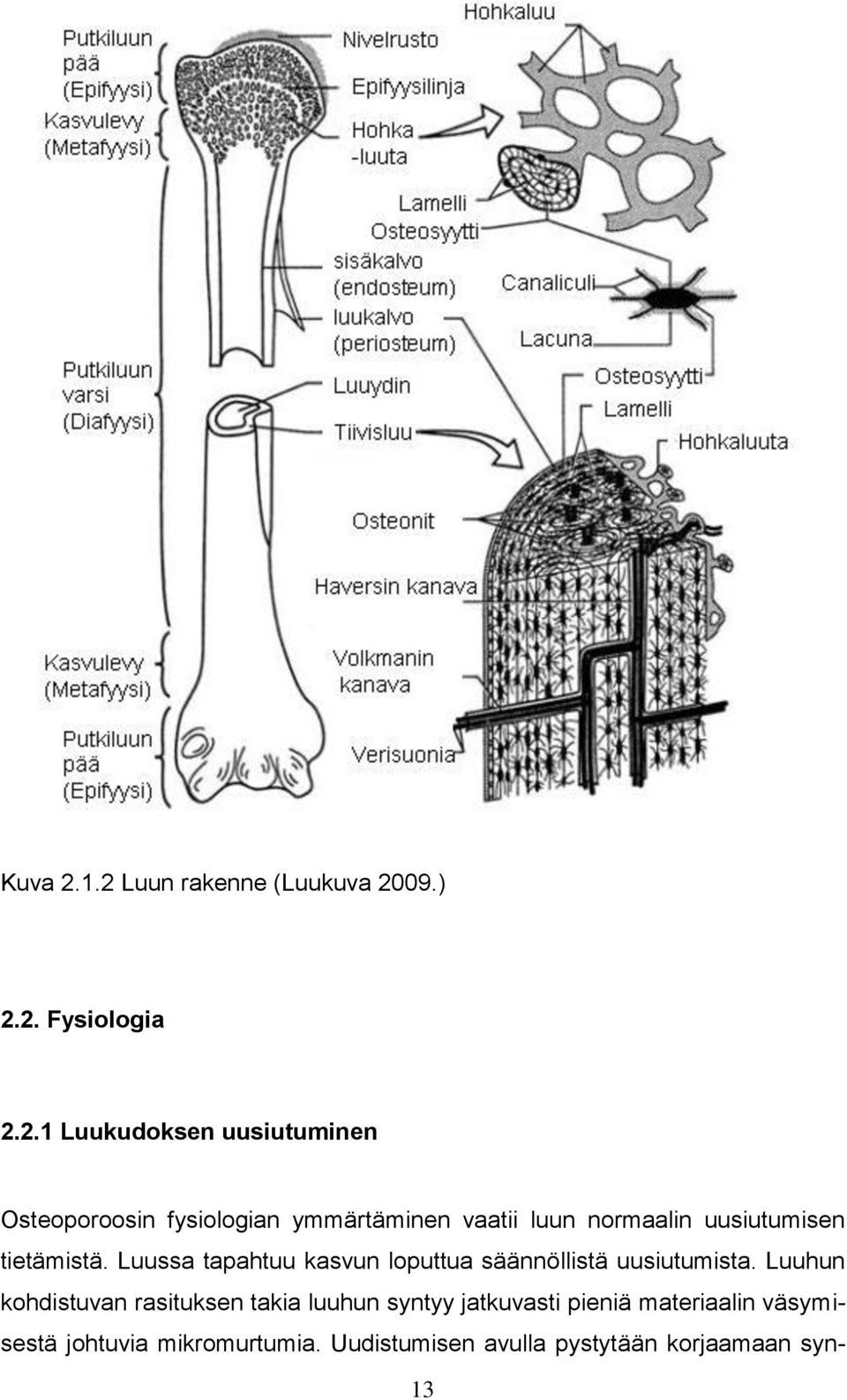 fysiologian ymmärtäminen vaatii luun normaalin uusiutumisen tietämistä.