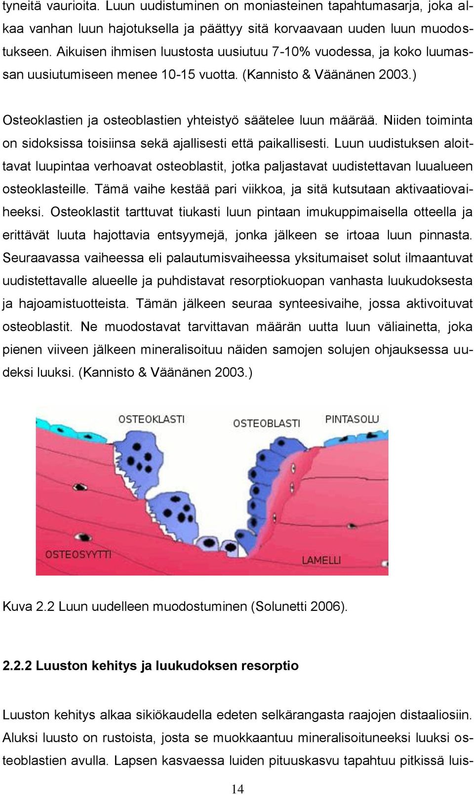 Niiden toiminta on sidoksissa toisiinsa sekä ajallisesti että paikallisesti. Luun uudistuksen aloittavat luupintaa verhoavat osteoblastit, jotka paljastavat uudistettavan luualueen osteoklasteille.