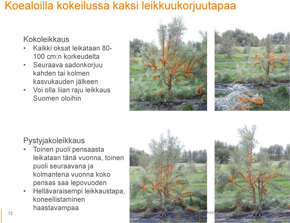 Suomen oloihin Pystyjakoleikkaus Toinen puoli pensaasta leikataan tänä vuonna, toinen puoli seuraavana