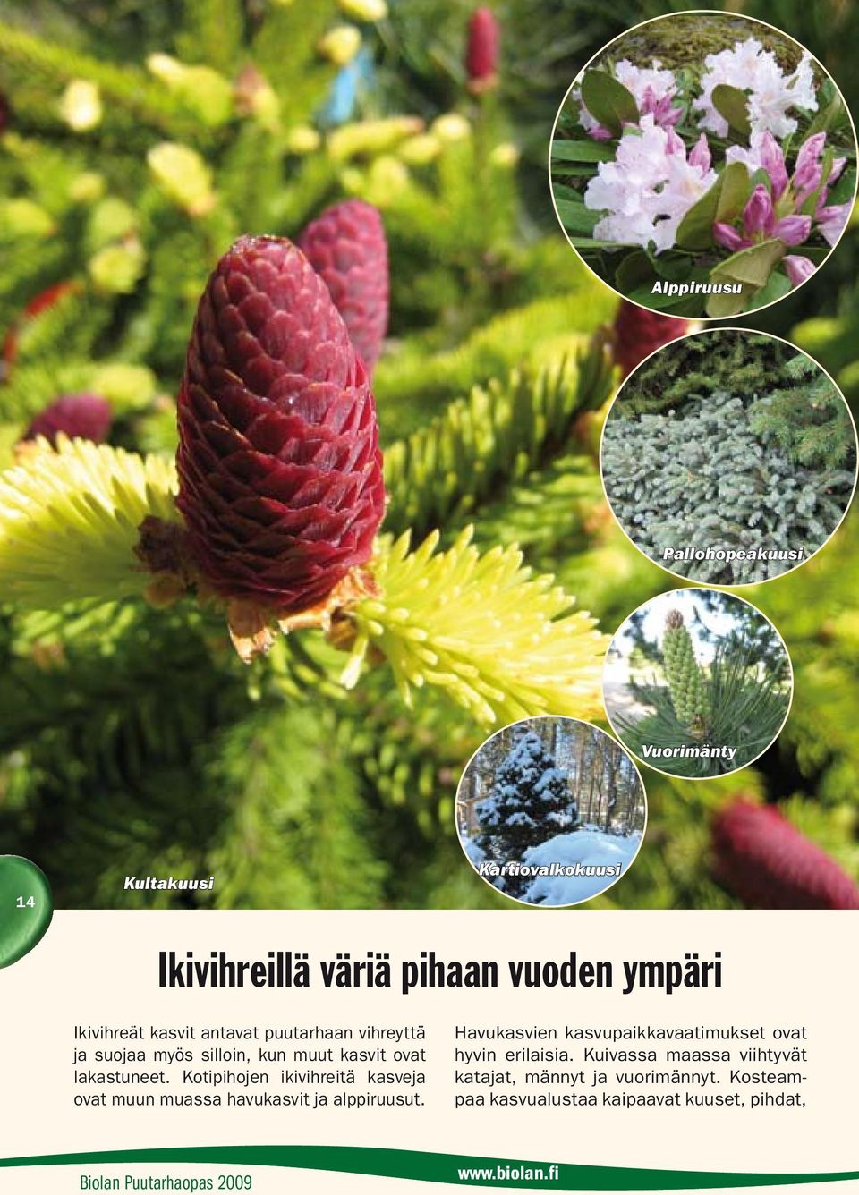 Kotipihojen ikivihreitä kasveja ovat muun muassa havukasvit ja alppiruusut.
