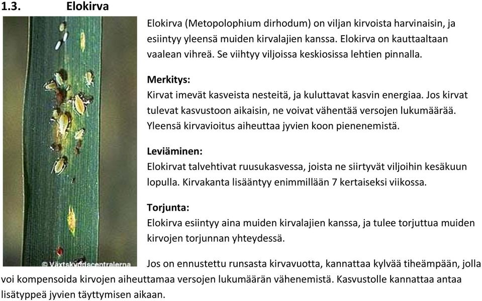 Yleensä kirvavioitus aiheuttaa jyvien koon pienenemistä. Elokirvat talvehtivat ruusukasvessa, joista ne siirtyvät viljoihin kesäkuun lopulla. Kirvakanta lisääntyy enimmillään 7 kertaiseksi viikossa.