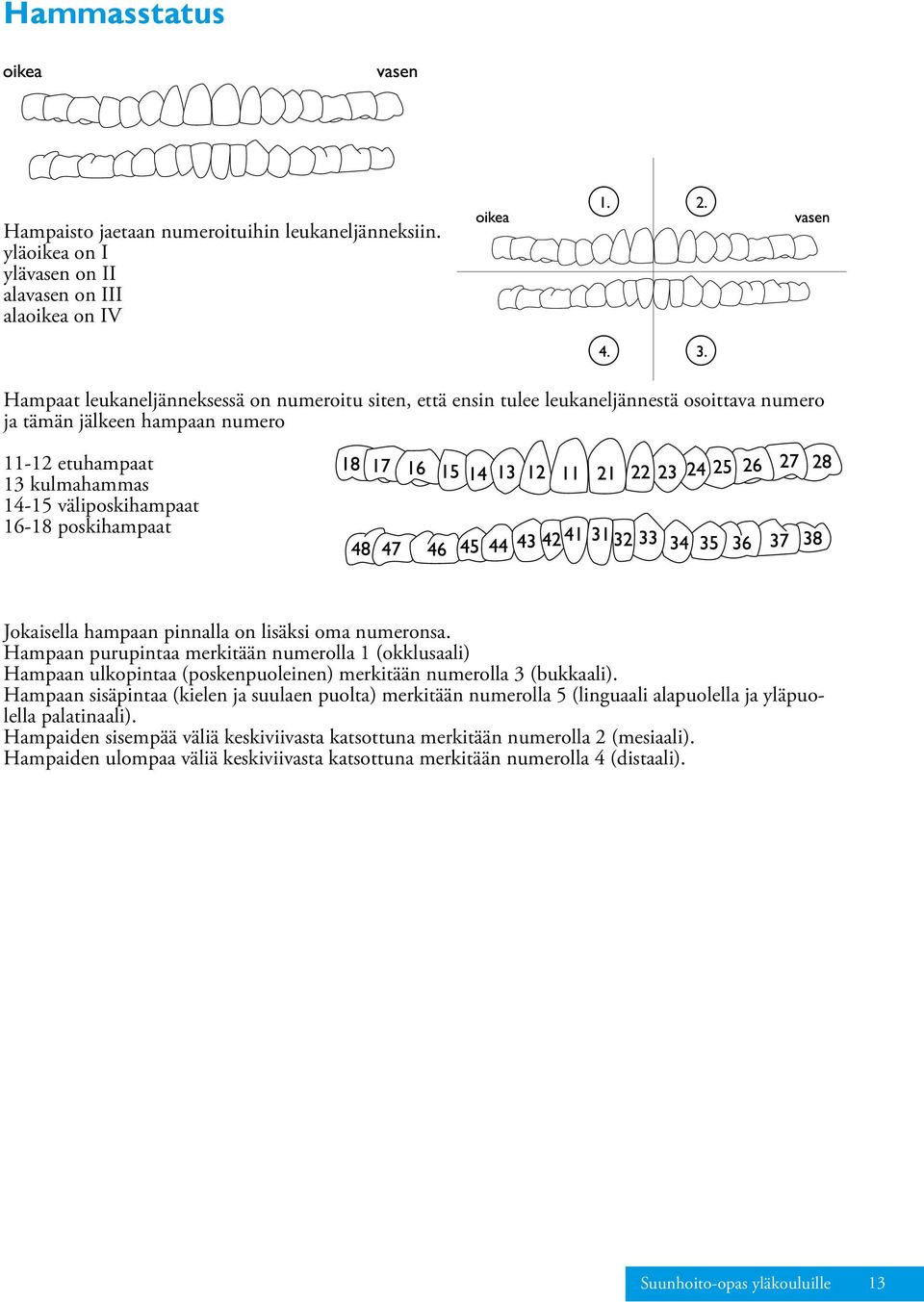 poskihampaat Jokaisella hampaan pinnalla on lisäksi oma numeronsa. Hampaan purupintaa merkitään numerolla 1 (okklusaali) Hampaan ulkopintaa (poskenpuoleinen) merkitään numerolla 3 (bukkaali).