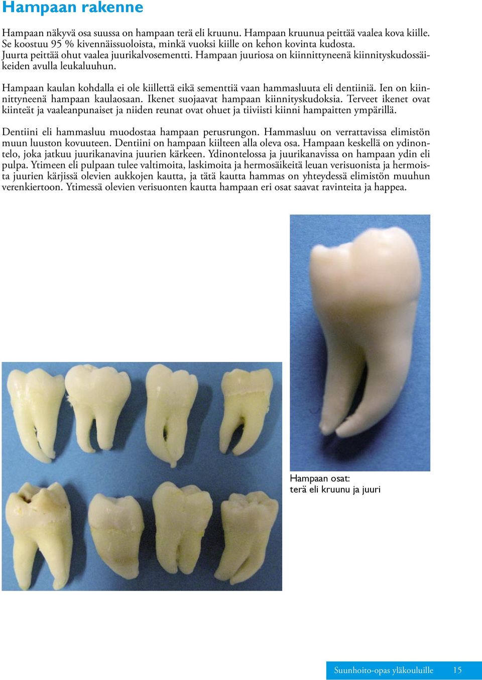 Hampaan kaulan kohdalla ei ole kiillettä eikä sementtiä vaan hammasluuta eli dentiiniä. Ien on kiinnittyneenä hampaan kaulaosaan. Ikenet suojaavat hampaan kiinnityskudoksia.