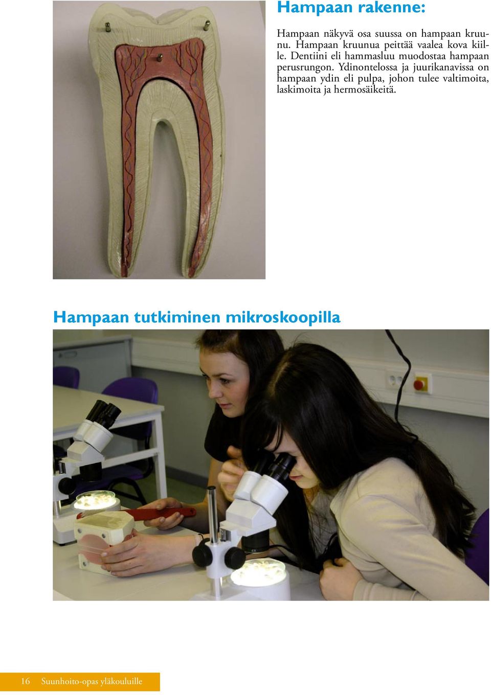 Dentiini eli hammasluu muodostaa hampaan perusrungon.