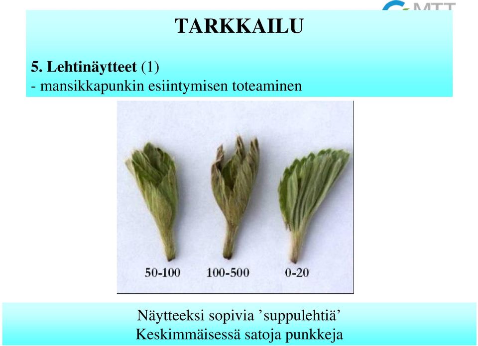 mansikkapunkin esiintymisen