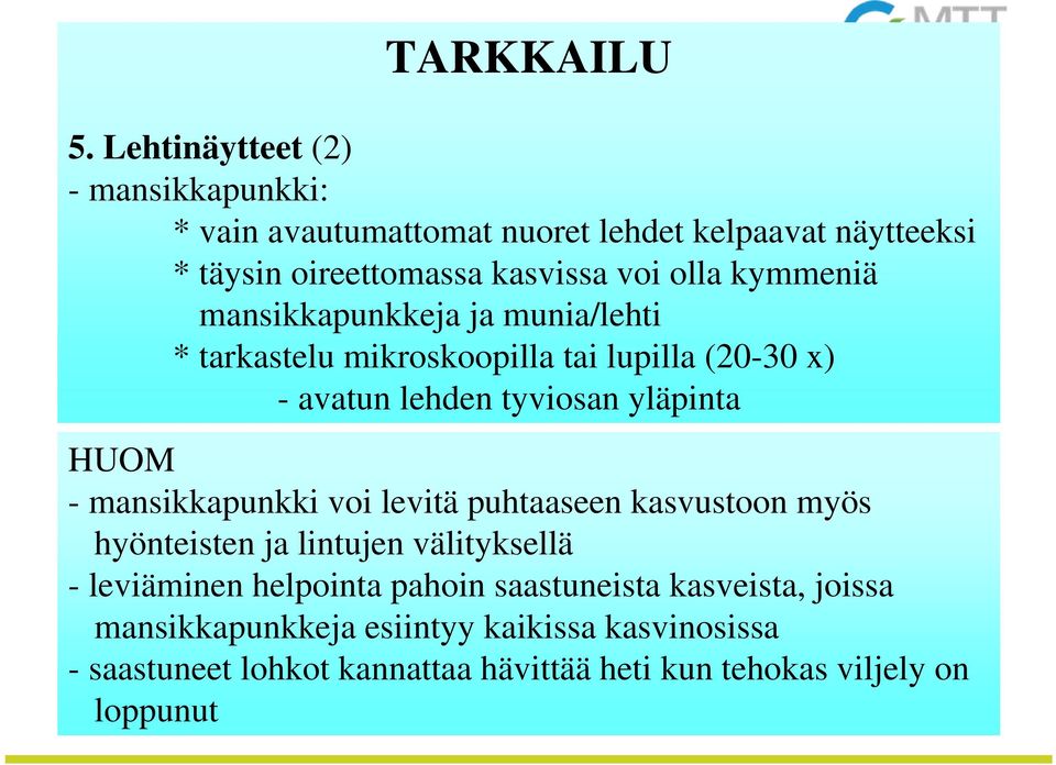 kymmeniä mansikkapunkkeja ja munia/lehti * tarkastelu mikroskoopilla tai lupilla (20-30 x) - avatun lehden tyviosan yläpinta HUOM -