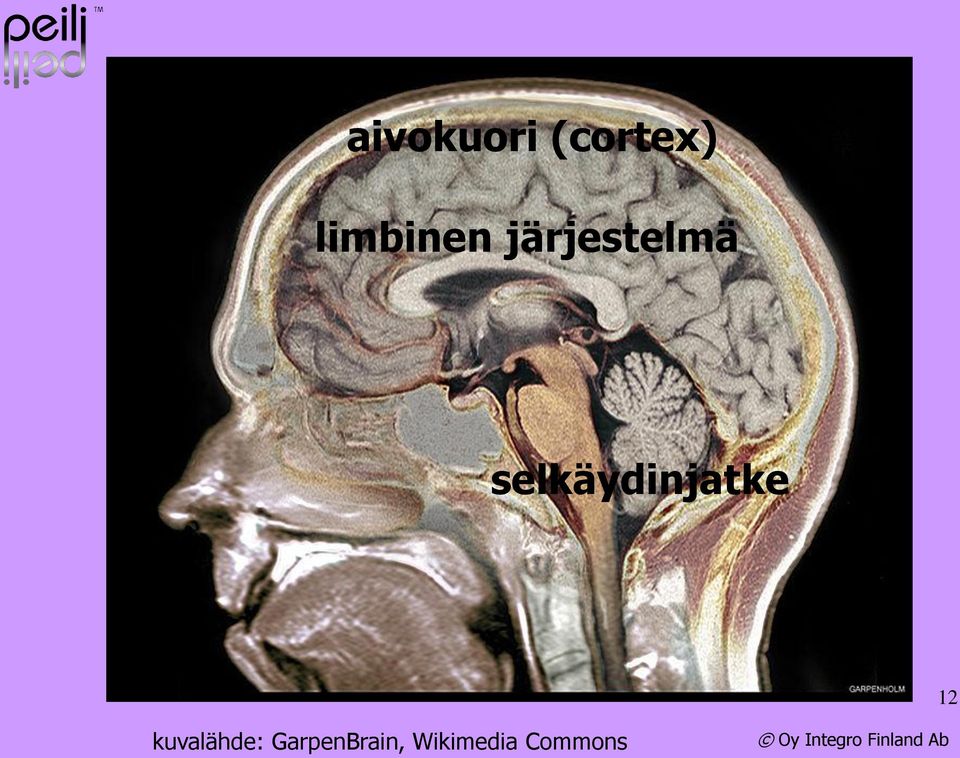 selkäydinjatke 12