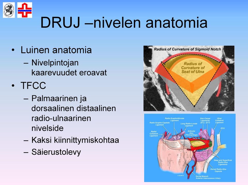 Palmaarinen ja dorsaalinen distaalinen