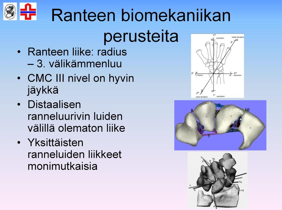 välikämmenluu CMC III nivel on hyvin jäykkä