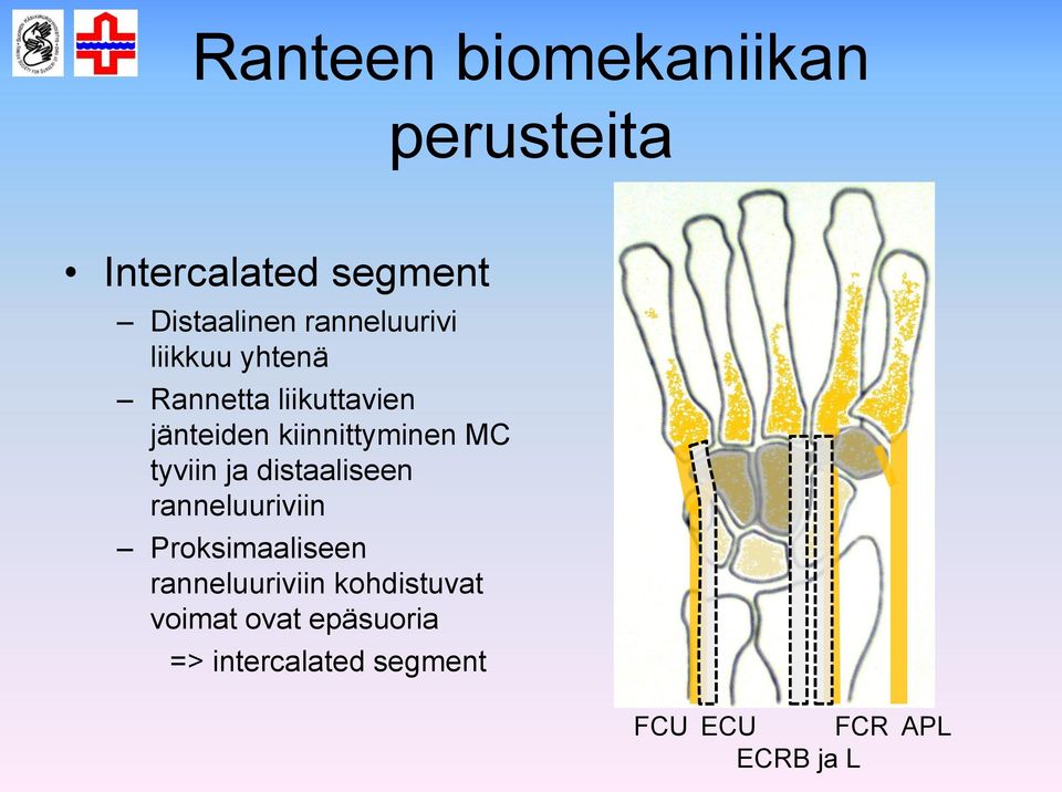 kiinnittyminen MC tyviin ja distaaliseen ranneluuriviin Proksimaaliseen