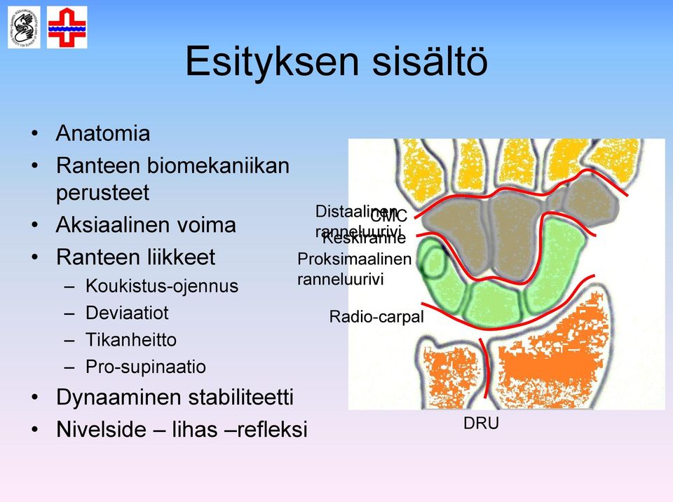 Pro-supinaatio Dynaaminen stabiliteetti Nivelside lihas refleksi