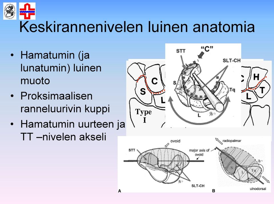 muoto Proksimaalisen ranneluurivin