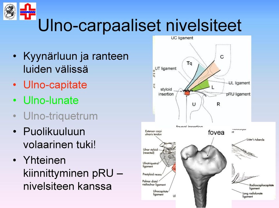 Ulno-lunate Ulno-triquetrum Puolikuuluun