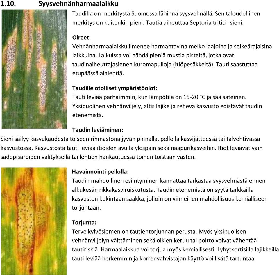 Tauti saastuttaa etupäässä alalehtiä. Taudille otolliset ympäristöolot: Tauti leviää parhaimmin, kun lämpötila on 15-20 C ja sää sateinen.