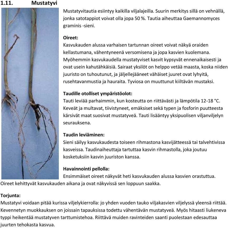 Myöhemmin kasvukaudella mustatyviset kasvit kypsyvät ennenaikaisesti ja ovat usein kahutähkäisiä.