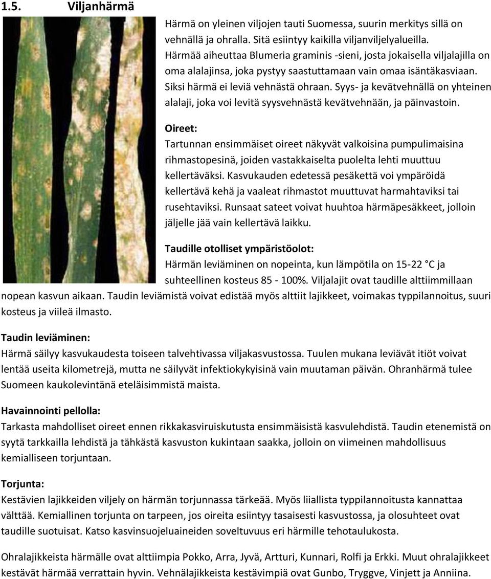 Syys- ja kevätvehnällä on yhteinen alalaji, joka voi levitä syysvehnästä kevätvehnään, ja päinvastoin.