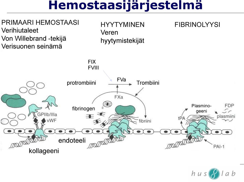 hyytymistekijät FIBRINOLYYSI FIX FVIII protrombiini FVa