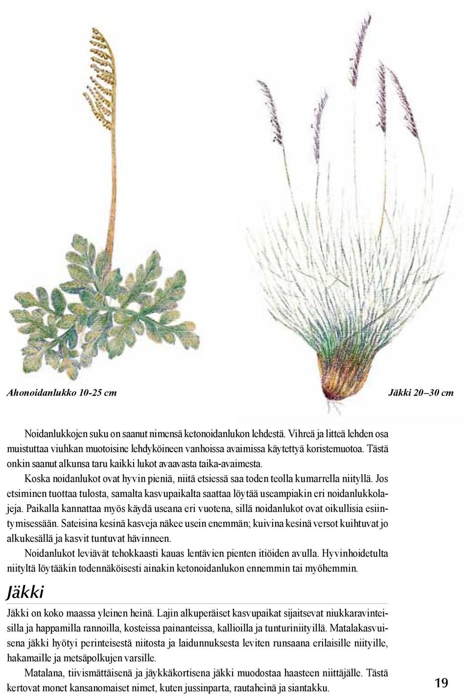 Koska noidanlukot ovat hyvin pieniä, niitä etsiessä saa toden teolla kumarrella niityllä. Jos etsiminen tuottaa tulosta, samalta kasvupaikalta saattaa löytää useampiakin eri noidanlukkolajeja.