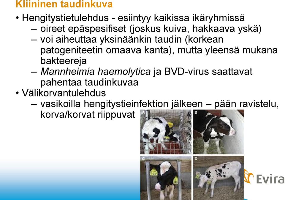 kanta), mutta yleensä mukana bakteereja Mannheimia haemolytica ja BVD-virus saattavat pahentaa