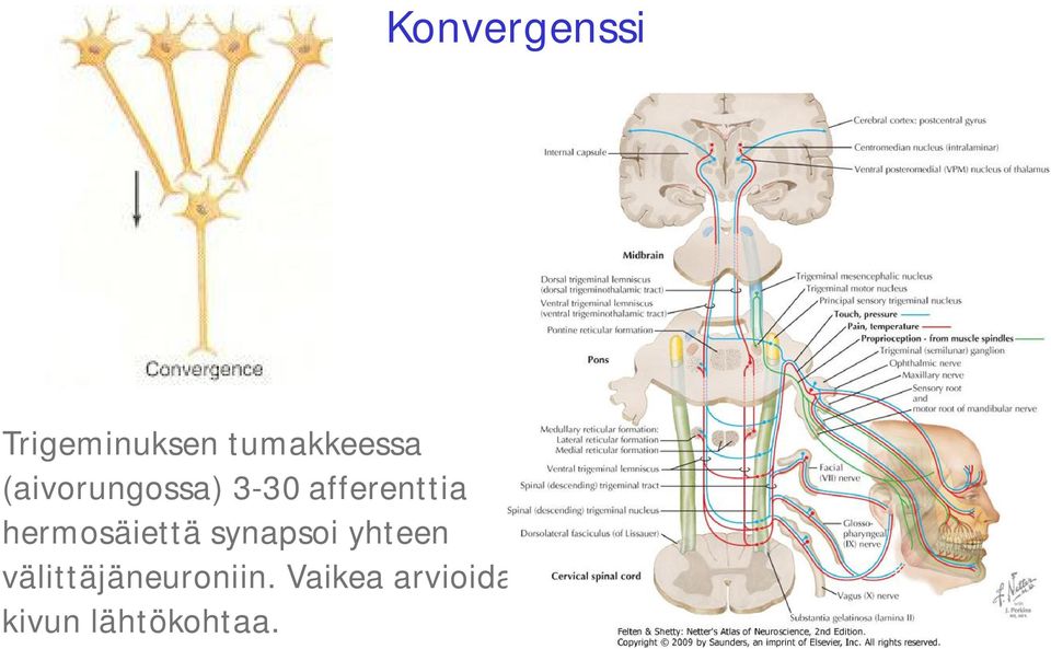 hermosäiettä synapsoi yhteen