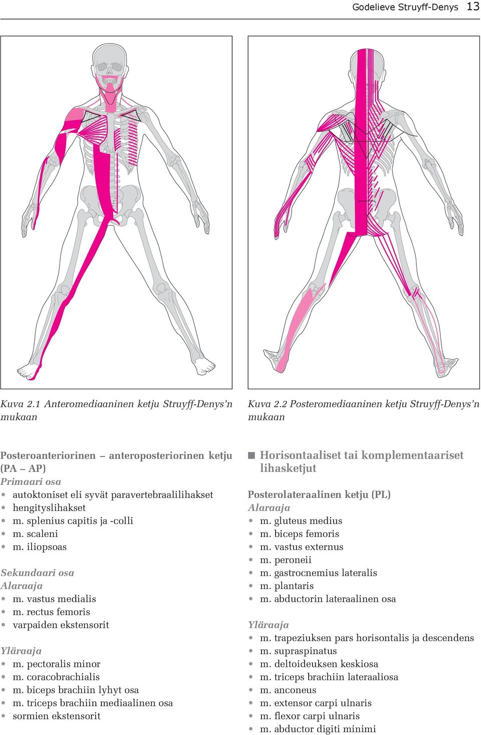 splenius capitis ja -colli m. scaleni m. iliopsoas Sekundaari osa Alaraaja m. vastus medialis m. rectus femoris varpaiden ekstensorit Yläraaja m. pectoralis minor m. coracobrachialis m.