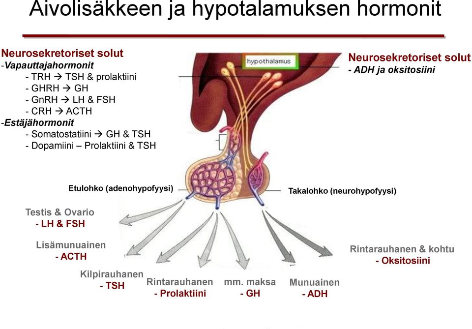 solut - ADH ja oksitosiini Etulohko (adenohypofyysi) Takalohko (neurohypofyysi) Testis & Ovario - LH & FSH