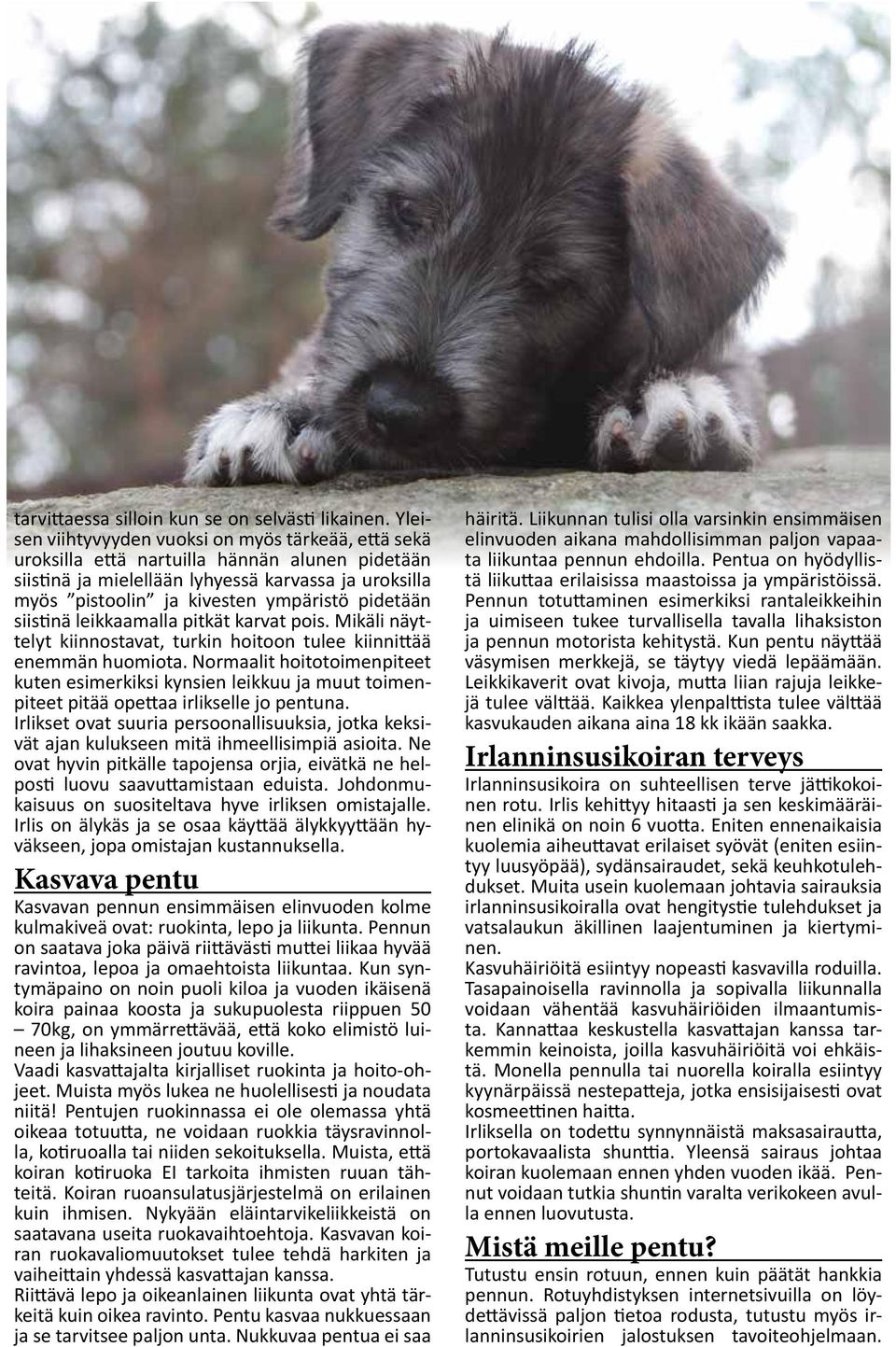 pidetään siistinä leikkaamalla pitkät karvat pois. Mikäli näyttelyt kiinnostavat, turkin hoitoon tulee kiinnittää enemmän huomiota.