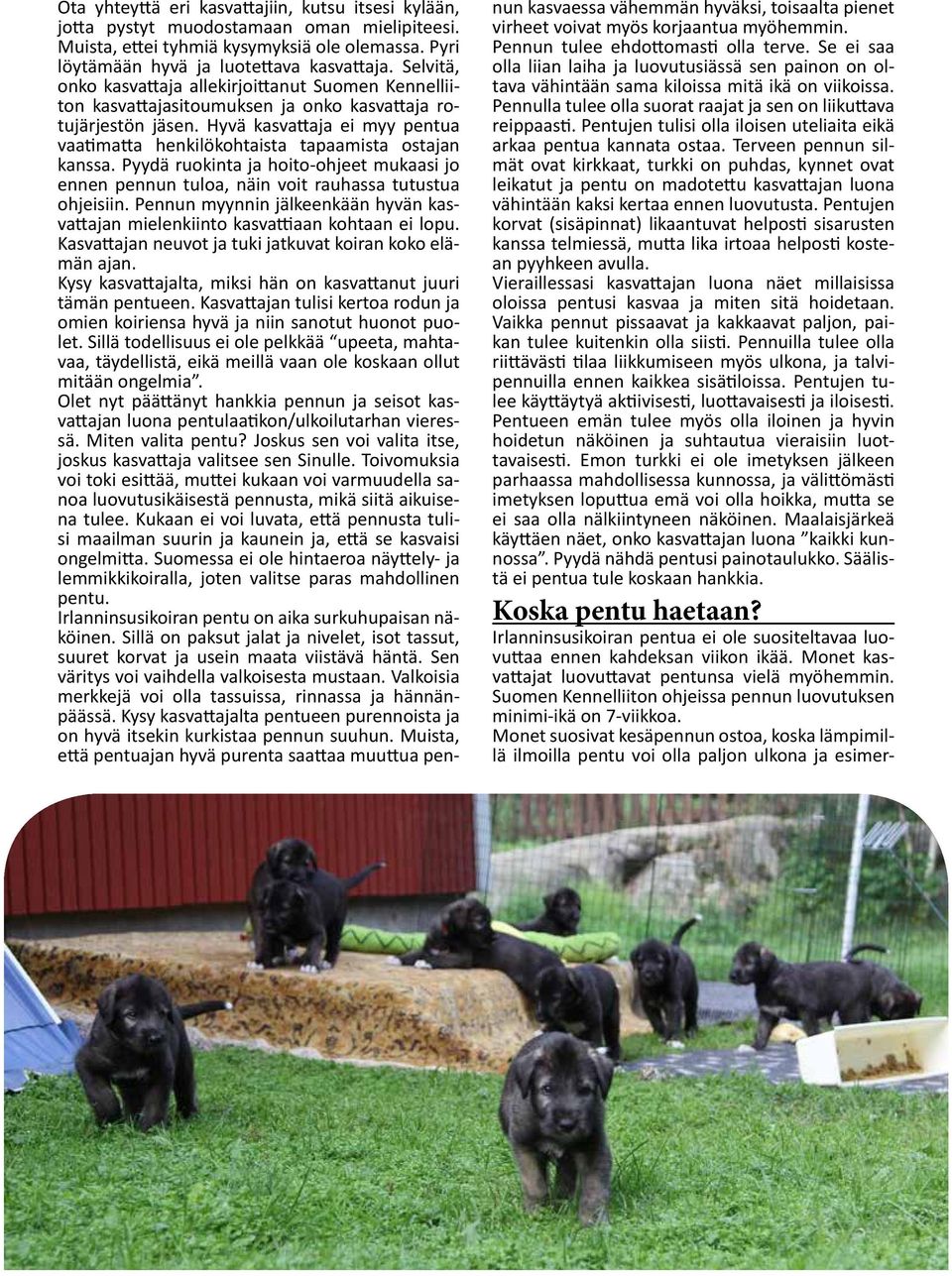 Hyvä kasvattaja ei myy pentua vaatimatta henkilökohtaista tapaamista ostajan kanssa. Pyydä ruokinta ja hoito-ohjeet mukaasi jo ennen pennun tuloa, näin voit rauhassa tutustua ohjeisiin.