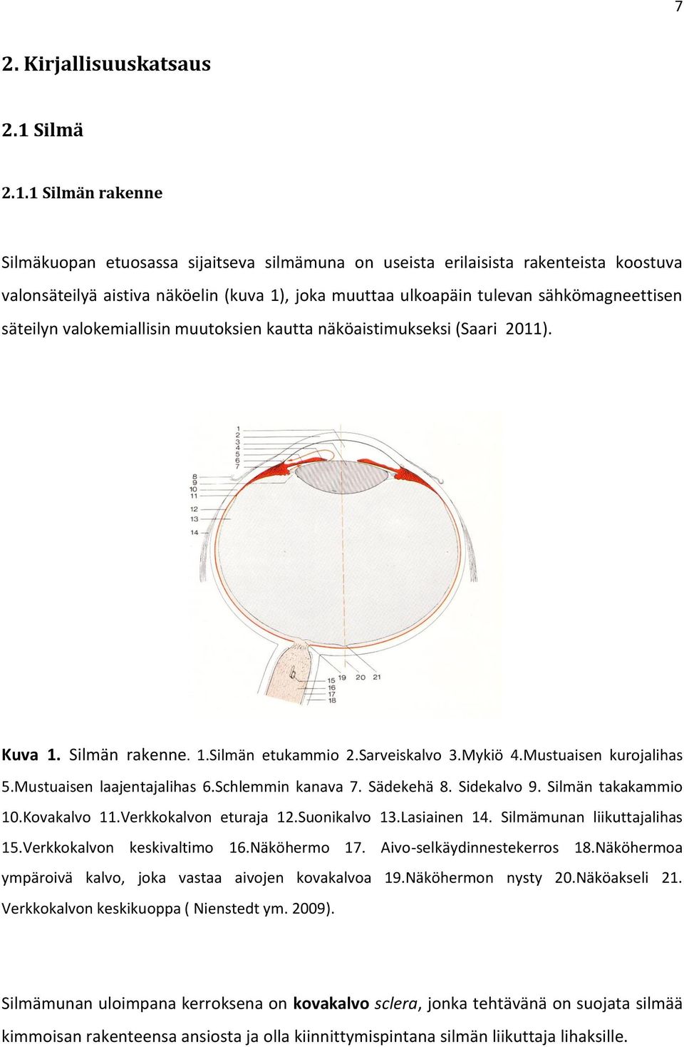 1 Silmän rakenne Silmäkuopan etuosassa sijaitseva silmämuna on useista erilaisista rakenteista koostuva valonsäteilyä aistiva näköelin (kuva 1), joka muuttaa ulkoapäin tulevan sähkömagneettisen