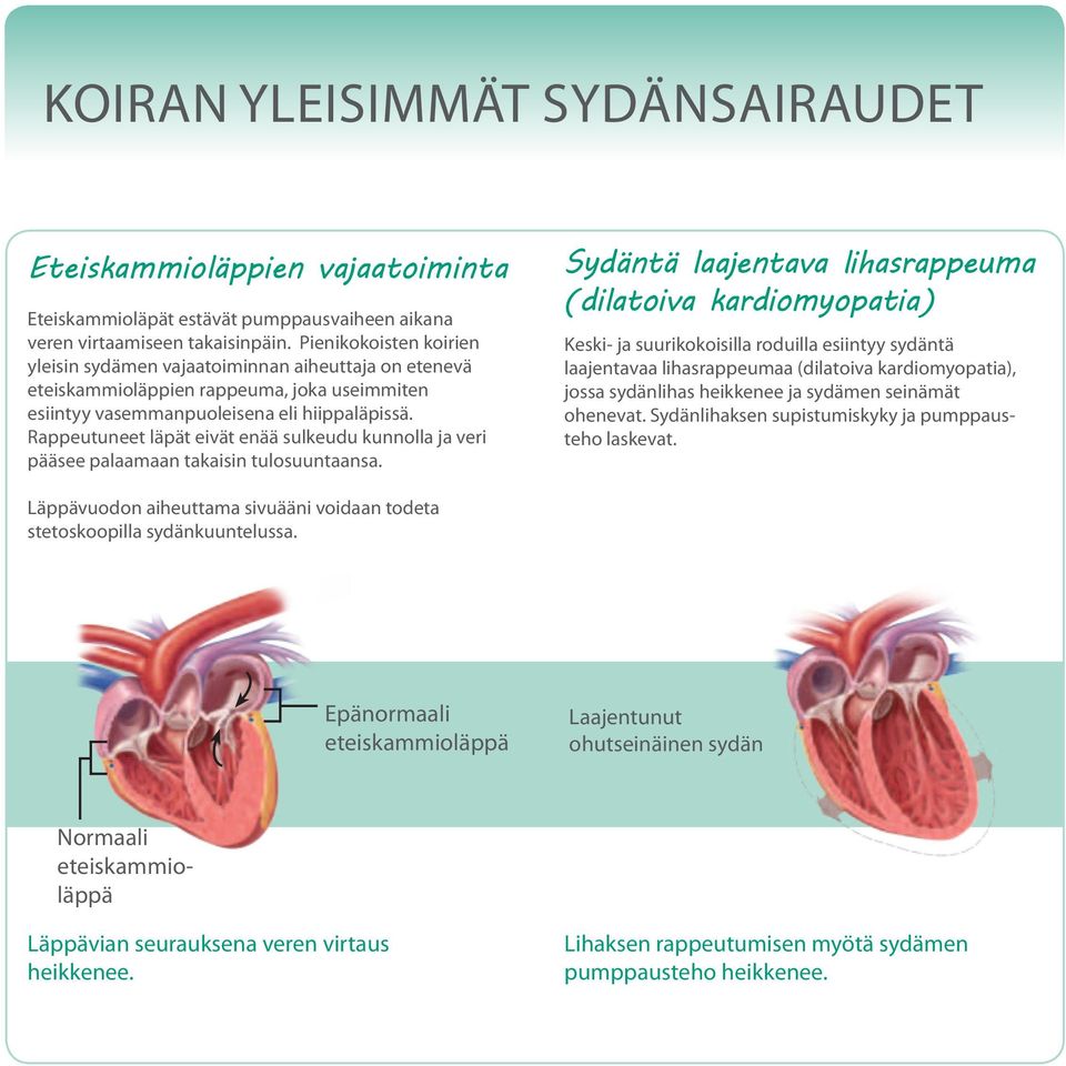 Rappeutuneet läpät eivät enää sulkeudu kunnolla ja veri pääsee palaamaan takaisin tulosuuntaansa.