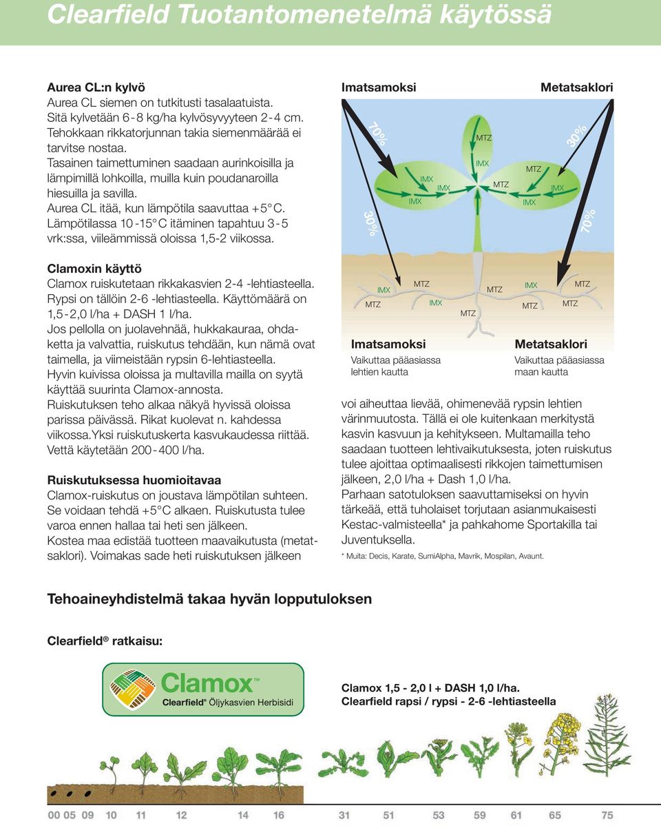 Aurea CL itää, kun lämpötila saavuttaa +5 C. Lämpötilassa 10-15 C itäminen tapahtuu 3-5 vrk:ssa, viileämmissä oloissa 1,5-2 viikossa.