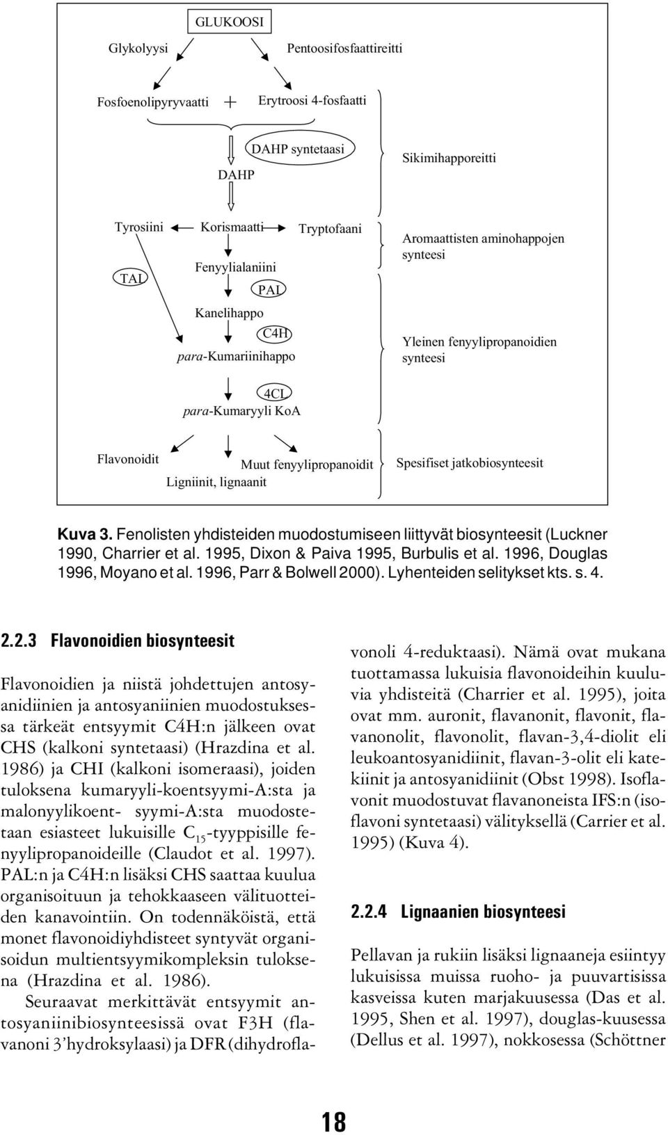 jatkobiosynteesit Kuva 3. Fenolisten yhdisteiden muodostumiseen liittyvät biosynteesit (Luckner 1990, Charrier et al. 1995, Dixon & Paiva 1995, Burbulis et al. 1996, Douglas 1996, Moyano et al.