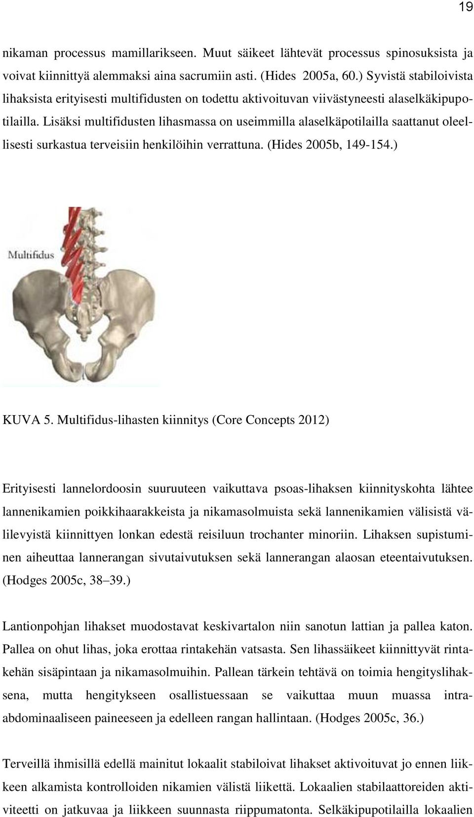 Lisäksi multifidusten lihasmassa on useimmilla alaselkäpotilailla saattanut oleellisesti surkastua terveisiin henkilöihin verrattuna. (Hides 2005b, 149-154.) KUVA 5.