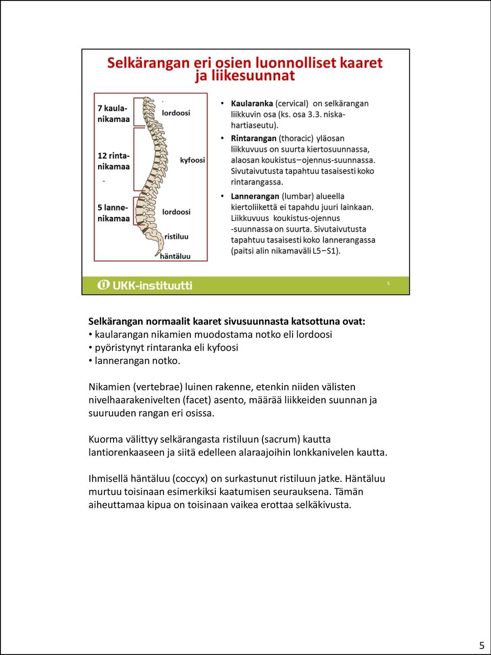 Nikamien (vertebrae) luinen rakenne, etenkin niiden välisten nivelhaarakenivelten (facet) asento, määrää liikkeiden suunnan ja suuruuden rangan eri osissa.