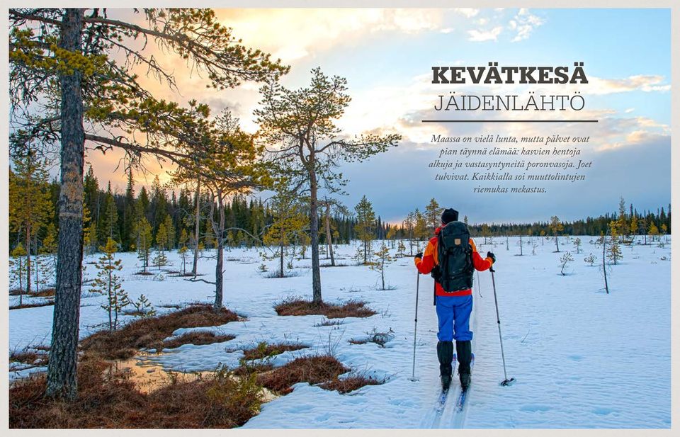 alkuja ja vastasyntyneitä poronvasoja.