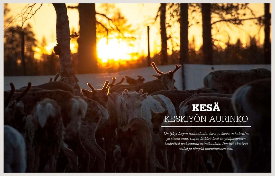 Lapin kiihkeä kesä on yhtäjaksoinen kesäpäivä
