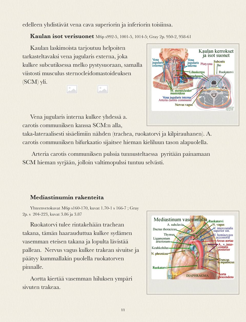 yli. Vena jugularis externa Vena jugularis interna Lihaskerros Kilpirauhanen Sisäelinkalvo Kaulan kerrokset ja isot suonet Subcutis Platysma Iho Ruokatorvi M.