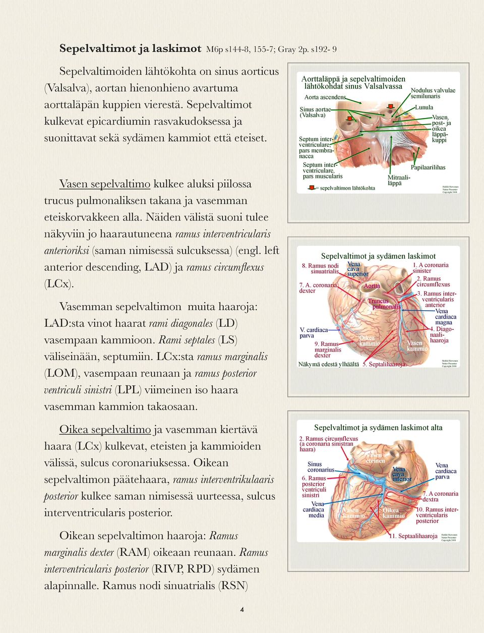 Vasen sepelvaltimo kulkee aluksi piilossa trucus pulmonaliksen takana ja vasemman eteiskorvakkeen alla.