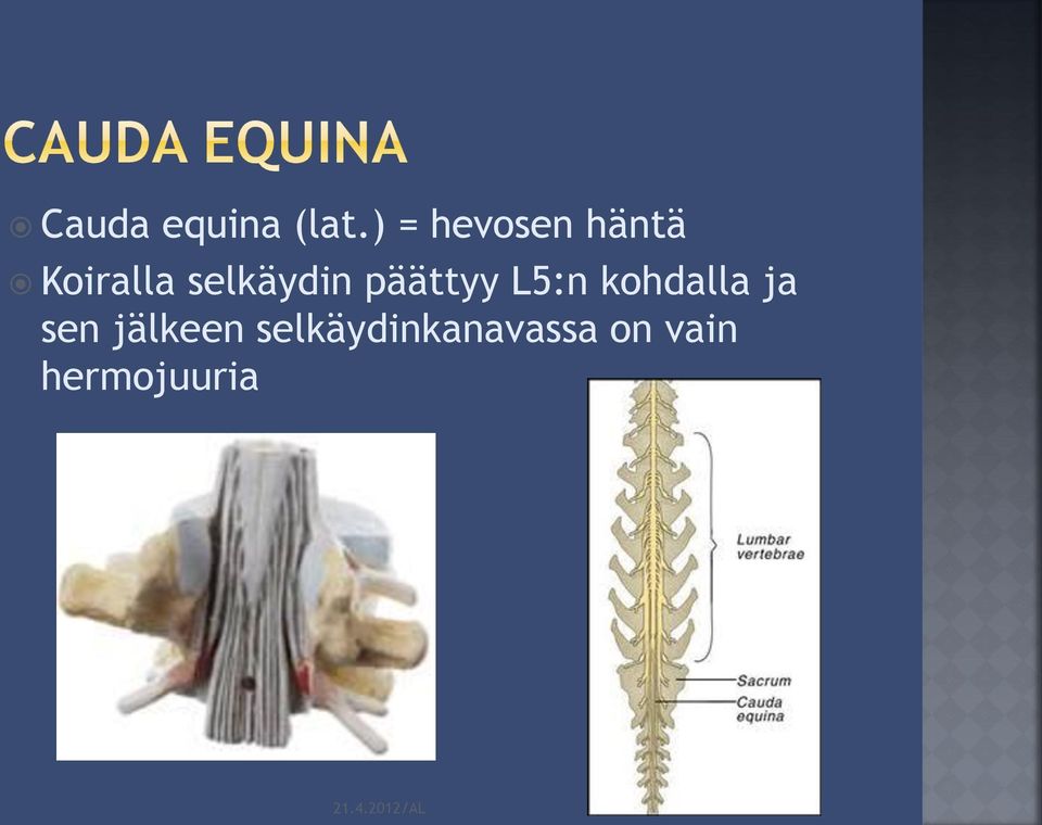 selkäydin päättyy L5:n kohdalla